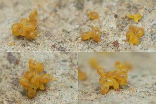 Penestoglossa dardoinella